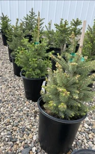 Meyer’s Spruce Tree 18”-24” Picea Meyeri Fast Growing Free Shipping 3 Gallon - Picture 1 of 6