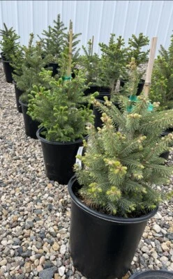 Meyer’s  Spruce Tree 18”-24” Picea Meyeri Fast Growing Free Shipping 3 Gallon - Image 1 of 4