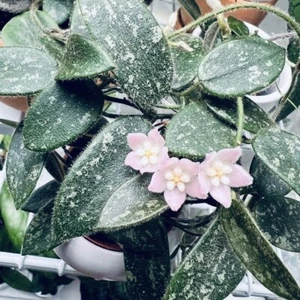 💫 🪴 Hoya thomsonii - Pink Flowers - Double Plants💫🍃multiple Penduncles - Picture 1 of 7