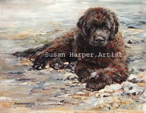 Newfoundland Signed Dog Print by Susan Harper Unmounted - Picture 1 of 2