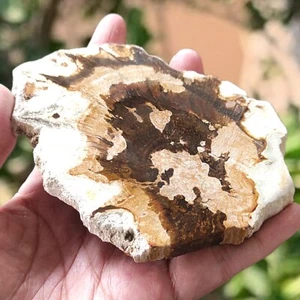 137Gr AMAZING PICTORIAL PETRIFIED WOOD SLICE POLISHED FROM INDONESIA - Picture 1 of 5