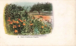 1898 Private Mailing Card Field of California Poppies Edward H Mitchell N626 - Bild 1 von 2