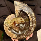 3.3LB Collection ! Natural Ammonite Shell Fossil Crystal Stone Mineral Specimen