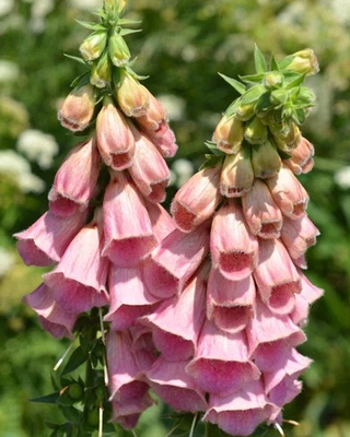 STRAWBERRY FOXGLOVE LIVE PLANT HARDY PERENNIAL FLOWERS SUN OR SHADE DIGITALIS - Image 1 of 2