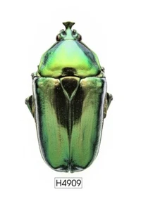 KÄFER, INSEKT -H4909. Cetoniinae - SELTENES ANGEBOT, 28MM, VIETNAM - Bild 1 von 3