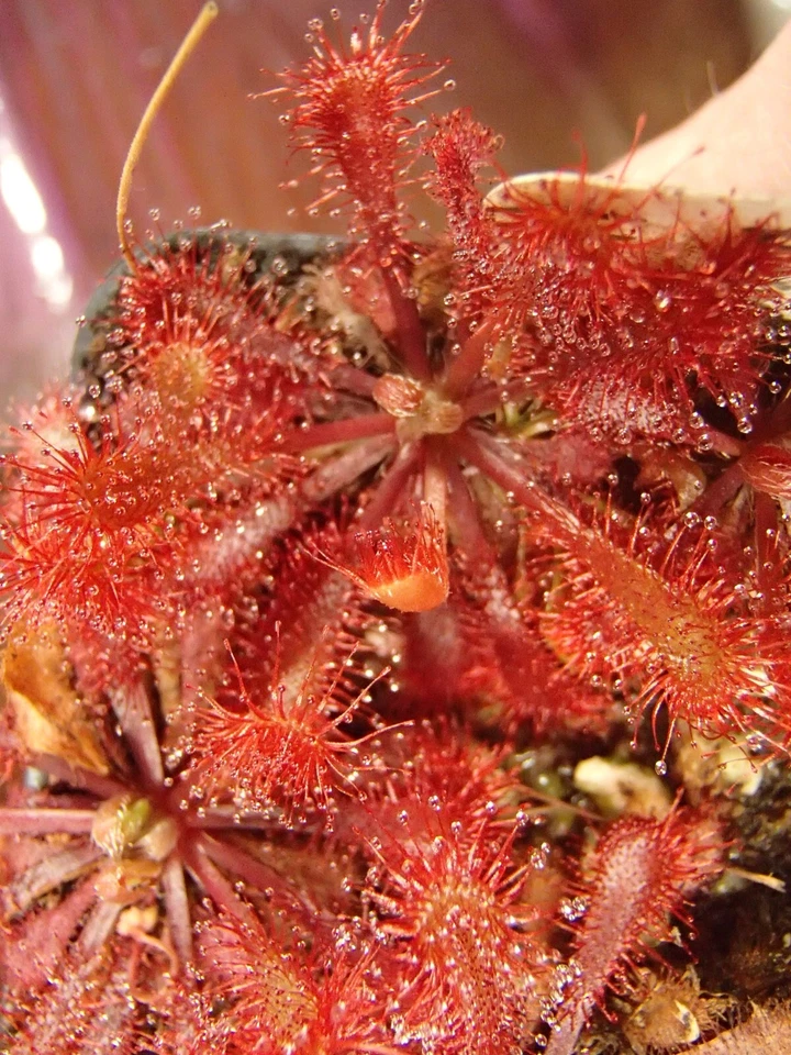 Semillas de plantas carnívoras Drosera spatulata "Hartmeyer", rocío tropical Foto 1 de 1