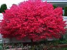 Burning Bush- 3 Plants Approx. 10 to 12 in.Tall