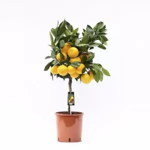 Satsuma Mandarin 80cm - Citrus Unshiu - Satsum Tree - Citrus - Picture 1 of 1