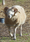 Complete Fleece White Shetland Ram nearly 2 pounds (has hay in it)