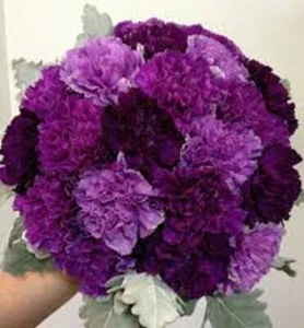 100 Purple Mix Carnation Seeds Dianthus Flowers Seed Flower Perennial Bloom 218 - Picture 1 of 12