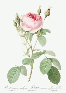 Double Moss Rose Les Roses by Pierre Joseph Redouté Print Reproduction - Picture 1 of 2