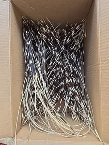 African Porcupine Quills Large Lot Box With 10 In to 20 In Long Quills Crafting - Picture 1 of 11