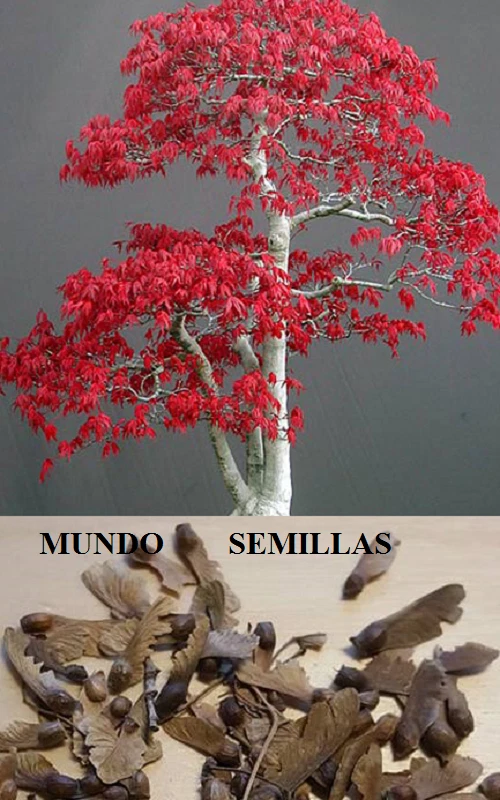 Acer Palmatum - Arce Japonés hoja pequeña -para bonsai - 100 semillas - seeds