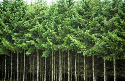 20 DOUGLAS FIR Tree Abies Pseudotsuga Menziesii Christmas Tree Blue Pine Seeds - Image 1 of 4