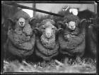 Three rams, New South Wales, 1925 Australia Old Photo