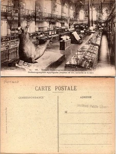 Postal de colección - Musse Oceanographique de MÓNACO (Elephant, industries de la mer) - Imagen 1 de 1