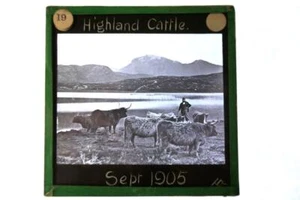 Diapositiva de linterna mágica de vidrio para ganado Highland - Fotógrafo, T Roberts - Imagen 1 de 1