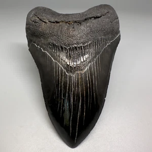 Schöner symmetrischer schwarzer gezackter 4,81 Zoll fossiler MEGALODON Haizahn - USA - Bild 1 von 8