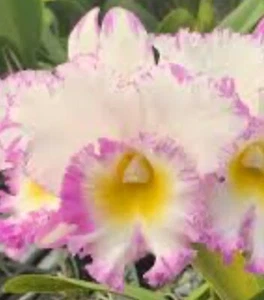 Rlc. Mahina Yahiro 'Julie' Splash Cattleya Orchid Plant 4” corsage Fragrant ~~ - Picture 1 of 5
