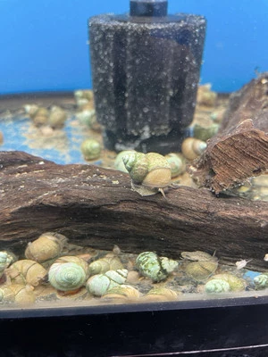 10 caracoles trampilla vivos japoneses comedores de algas para estanque koi jardín pkf Foto 1 de 4