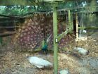 3 PEACOCK PEAFOWL HATCHING EGGS.  READY NOW - ONE DAY AUCTION