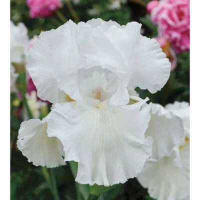 Immortality Iris Plant Quart Pot - Fragrant Reblooming White Flowers Perennial - Image 1 of 4