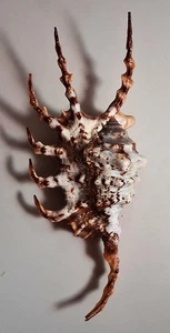 Sea shell Lambis scorpio 158.1mm, gem, Big size, nice pattern, perfect - Picture 1 of 4