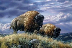 American Buffalo individueller Kunstdruck - 2 Größen - Bild 1 von 1