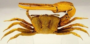 4.3" Real Large Fiddler Crab in Crystal Clear Lucite Resin Paperweight Specimen - Picture 1 of 15