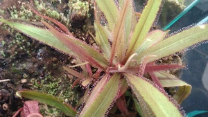 Sonnentau Drosera Adelae Fleischfressende Pflanze Karnivore selbst gezüchtet - Bild 1 von 2