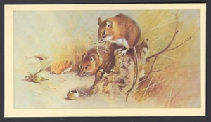 PLAYER (GRANDEE) - BRITISH MAMMALS (LTD) - #20 WOODMOUSE - Picture 1 of 2