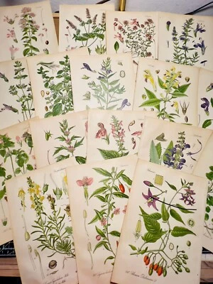 Juego de 3 Ilustraciones Botánicas Anticuarias 1886 Cromolitografías Vintage Foto 1 de 4