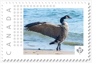 Ganso de Canadá = pájaro de aves acuáticas = franqueo de imagen MNH Canadá 2019 [p19-01-s16] - Imagen 1 de 2
