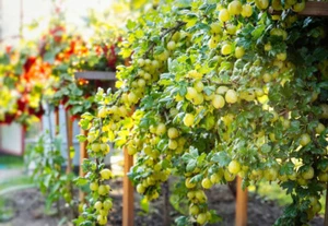 extra fertile MICHURIN-rare gooseberry - Picture 1 of 1