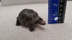 Schleich Schildkröte 3,4" lang - Bild 1 von 4