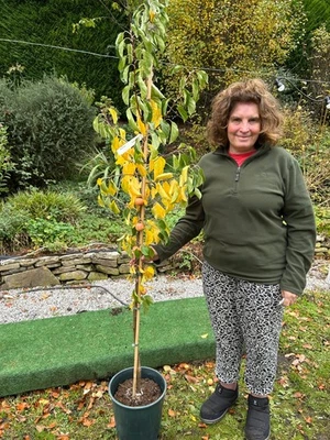 1 x Crab Apple Tree Ornamental "John Downie" 150 inc.pot - Image 1 of 4