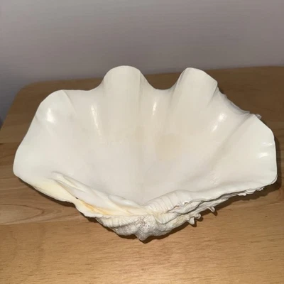 Large Genuine Ocean Giant Clam Shell Real Tridacna Gigas 10” X 7” Beautiful Cond - Image 1 of 4