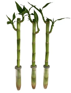 3 x Water Bamboo Plants - 30cm - Lucky Bamboo - Houseplant - Aquarium Plant - Picture 1 of 8