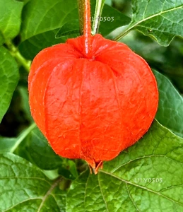 Lot 5 Chinese Japanese Lantern Physalis “Halloween Queen” Perennial Plant - Picture 1 of 13