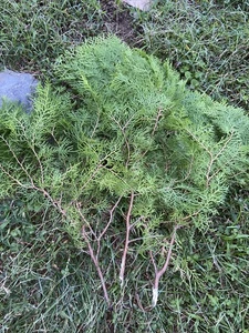 8OZ Preserved Real Pine Leaves Branches 15'' Natural Christmas Greenery Lot Of 3 - Picture 1 of 3