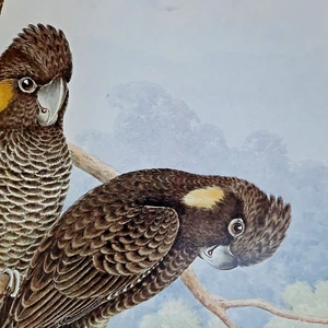 Yellow-Tailed Black Cockatoo Australian Cockatoos Pink Neville Cayley Plate 8 - Picture 1 of 2