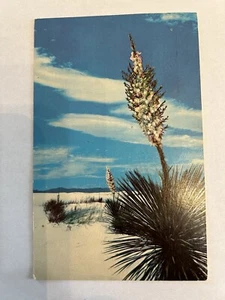 Postcard Yucca’s In The Great White Sands Posted Cancelled Tucson 1962 Divided - Picture 1 of 2