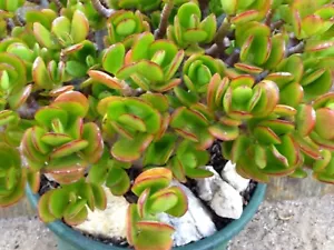 JADE CRASSULA OVATA , Hummel's Sunset, 4 Cuttings Plus (no NT, WA, TAS). - Picture 1 of 6