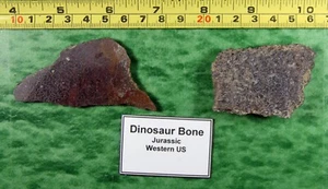 Dinosaur Bone Rough - Picture 1 of 7