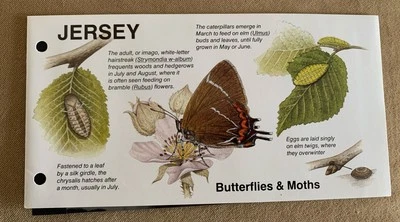 Stamps | Jersey | 1991 | Butterflies and Moths - Image 1 of 4