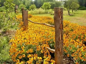 2000+BLACK EYED SUSAN Flower Seeds Perennial Native Wildflower Drought Heat Cold - Picture 1 of 11