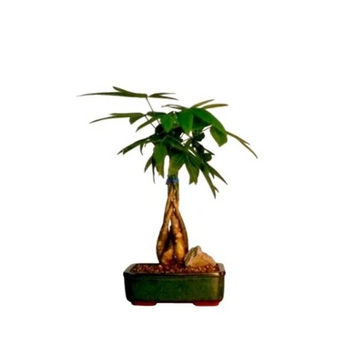 Braided Money Tree Bonsai Live Plant Pachira Aquatica Good Luck Tree 14" Tall - Image 1 of 2