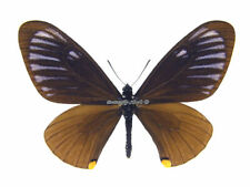 Unmounted Butterfly / Papilionidae - Papilio (Chilasa) slateri slateri, male