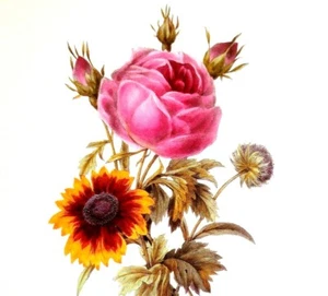 Redoute Bouquet Botanical Flowers Vintage Art Print Book Plate 80 Rose Feuilles - Picture 1 of 3