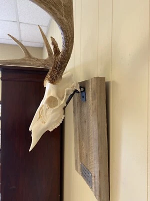 Skull mount/ European Skull Mount Wall Or Wood Bracket  *FREE SHIPPING * - Image 1 of 4